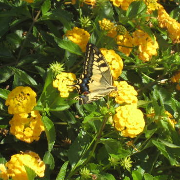 Verde ornamentale e ricreativo