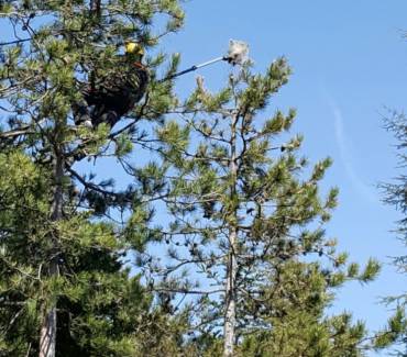 Processionaria del Pino