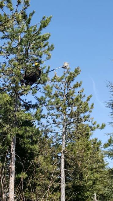 Processionaria del Pino